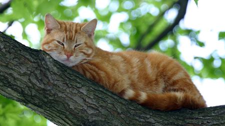 CAT UP A TREE - my, name, butterscotch, is