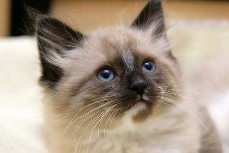 MY NAME IS BLU OR BLUE - cute, adorable, face, kitten