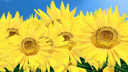 Just Sun Flowers - sky, fall, yelloe, flowers, sunflowers, nature, autumn