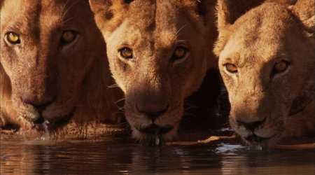 Thirsty - lions, wild, beautiful, animals, riverbank, thisty