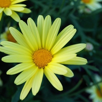 Yellow Flower