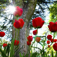 Red Tulips