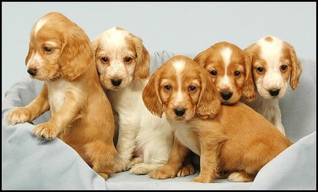 Five in a row - brown and white, blue blanket, dogs, five, cute, puppies