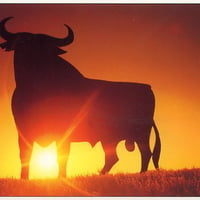 Osborne Bull At Sunset