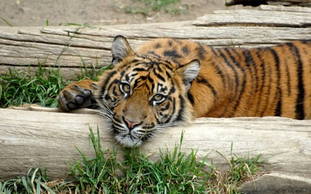 hanging out - lazy, laying down, tiger, beautiful