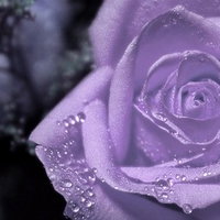 Purple soft rose