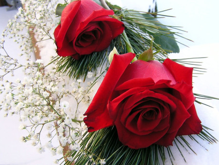 Two red roses - rose, flower, petal, red