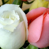 White and pink roses