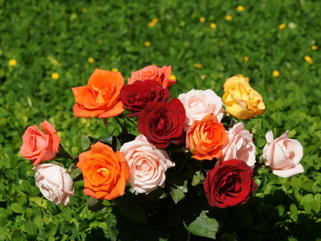 Rose bouquet - flower, rose, color, grass