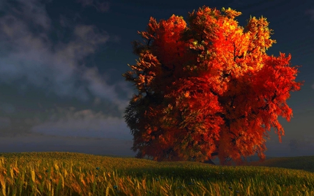 FALL TREE - clouds, fall, autumn, clour, grass, field, tree