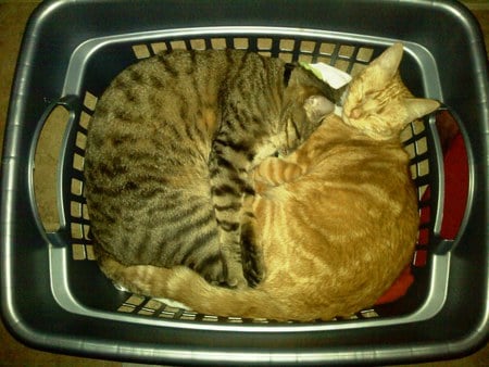 Cats in a basket - tabby, kittens, cats, orange, basket, cute