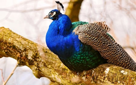 BEAUTIFUL PEACOCK - bird, colorful, branch, peacock, beautiful, sitting