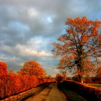 ORANGE LEAVES