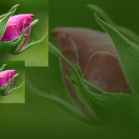 PINK ROSE BUDS ON A TWITTER BACKGROUND