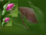 PINK ROSE BUDS ON A TWITTER BACKGROUND