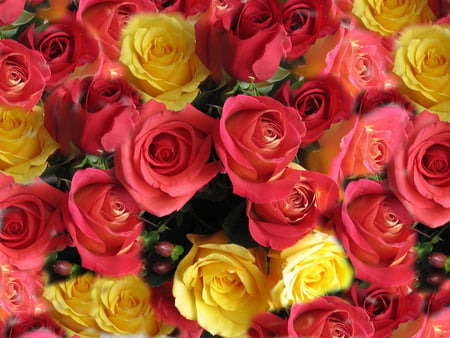 Lovely roses - roses, flowers, yellow, red