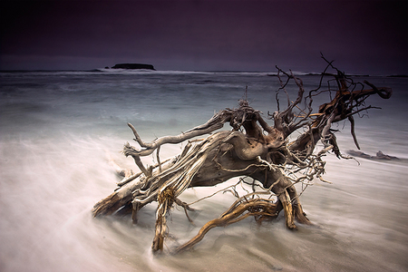 Beach Wood - sky, ocean, beach, hot, water, wood, driftwood, cool, beautiful