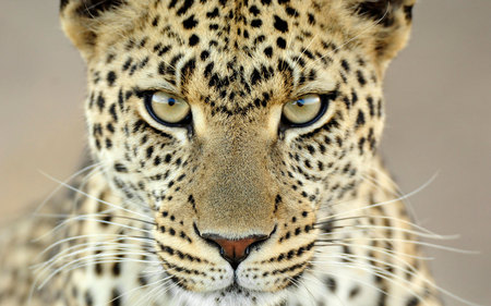 Leopard - animal, leopard, africa, big cat