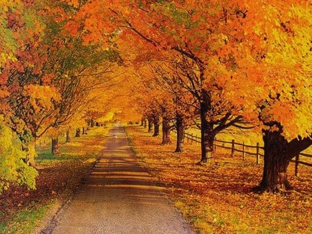 October path - path, leaves, yellow, rows, fence, gold, orange, trees, autumn