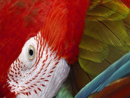 Macaw - nature, red, beautiful, parrot, eye, lovely, birds