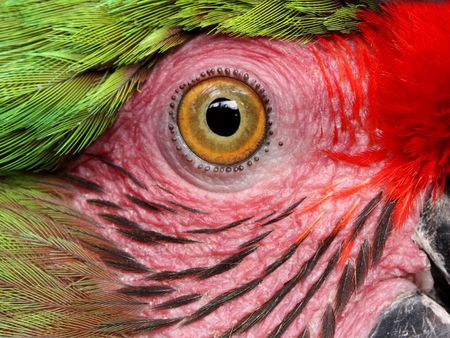 Parrot Eye - bird, birds, beautiful, photography, eye, parrot, lovely, rred, nature, green