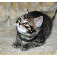 cute kitty