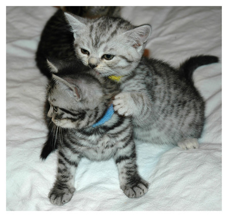 two cute little cats - art photo, cats, animals, little, cute