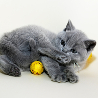 cute grey kitty