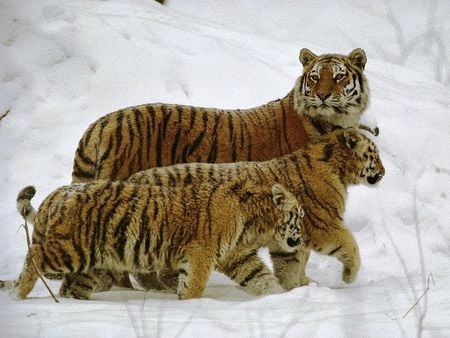 Siberian Tigers - nature, snow, beautiful, animals, lovely, tiger, tigers, siberian