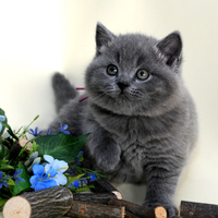 cute kitty