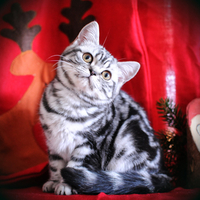 cute kitty