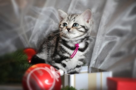 pretty little Christmas cat - art photo, cats, animals, pretty, little