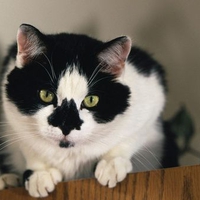 my name is tux