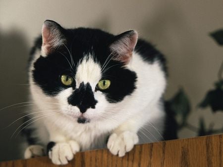 my name is tux - loveable, cute, adorable, face