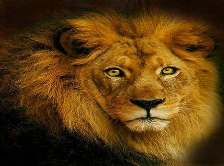 African King - king, hunter, mane, gold brown, lion