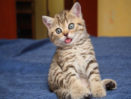 Cute Kitten - pretty, cat face, amazed, eyes, paws, kitten, cats, face, beautiful, photography, beauty, lovely, orange, sweet, cat, cute, tongue, animals, kitty