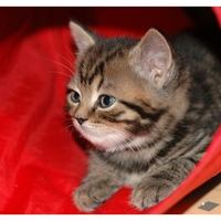 cute kitty on red