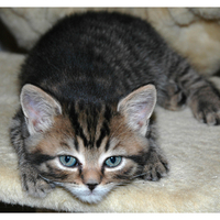 little cute kitty