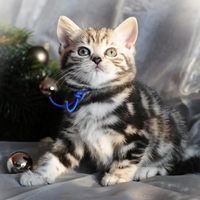 pretty Christmas kitty
