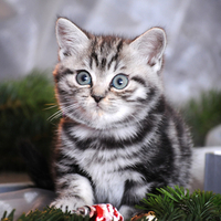 cute Christmas kitty