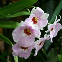 Pale Pink Orchid