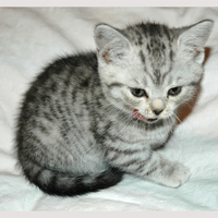 pretty little kitty