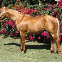 Palomino Stallion