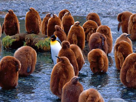 Penguins King - nature, ocean, brown, photography, animals, penguin, winter