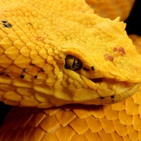 Yellow Snake