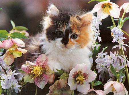 Patches - black, pink and white flowers, white, kitten, tri colored, sitting in flowers, orange