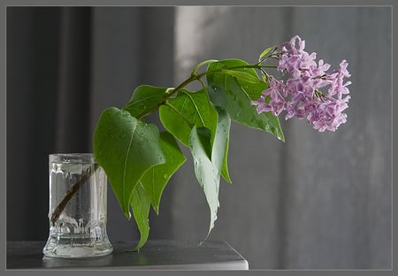 still life 1 - water, nature, art photo, flower, glass