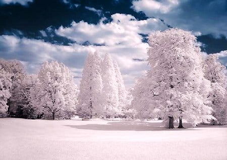 Wearing a winter coat - clouds, cold covered trees, winter, icey, snow, blue sky