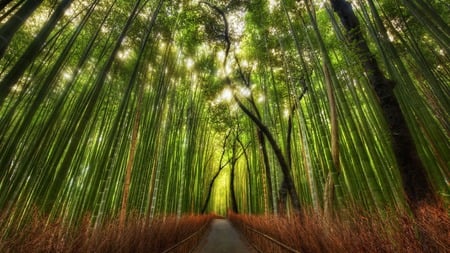 bamboo forest - forest, road, beautiful, groves, china, hdr, gardens, bamboo, forests, scenery, screen, light, bamboo forest, tree, nature, path, pretty, beauty, flowers, spring, straight, tall, sky, shade, sunlight, fence, woods, trees, green, saver