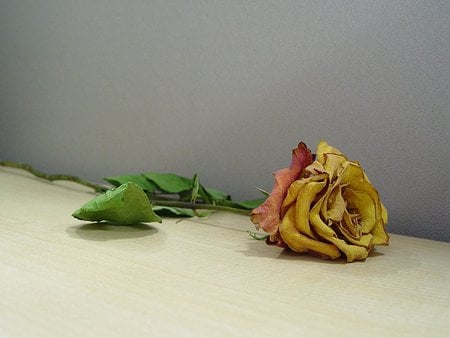 dry yellow rose - art photo, still life, nature, rose